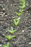 Small plants emerging from soil.