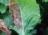 A sugar beet leaf demonstrating half-leaf yellowing.