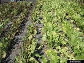 A crop in the ground that appears to be suffering from a disease.