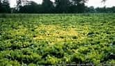 A field with an indeterminable crop growing.