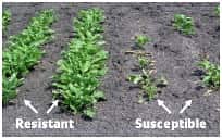 A photo of two crops side by side demonstrating disease resistant traits on the left and a variety susceptible to disease on the right.