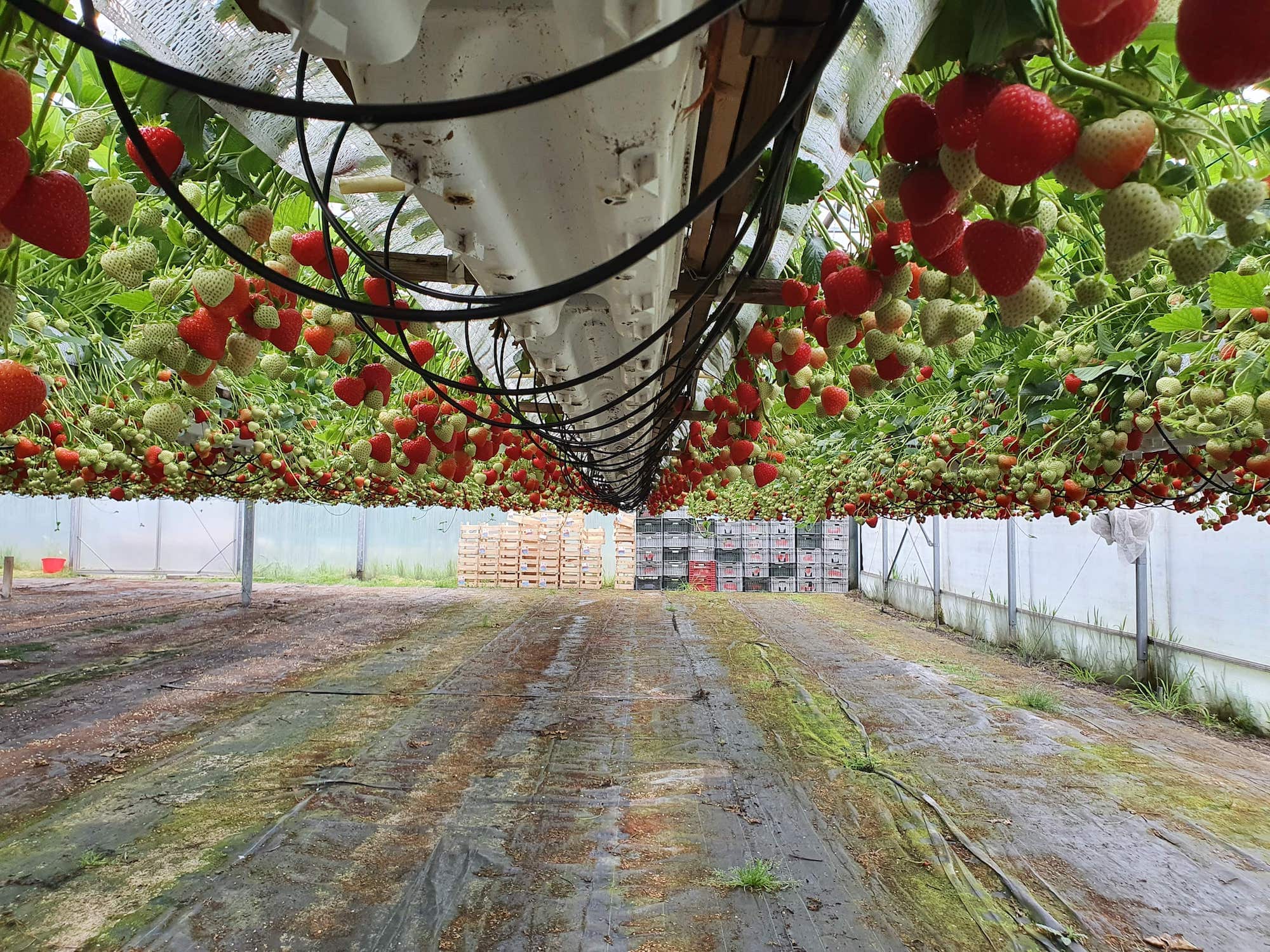 Strawberries being grown in an overhead fashion