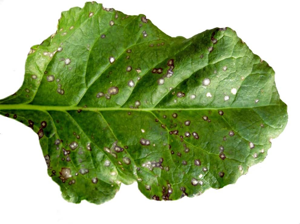 An example of cercospora on a single sugarbeet leaf