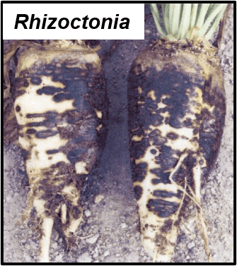 An example of rhizoctonia on a pair of sugarbeets