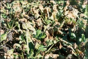 An example of cercospora on a crop of sugarbeets