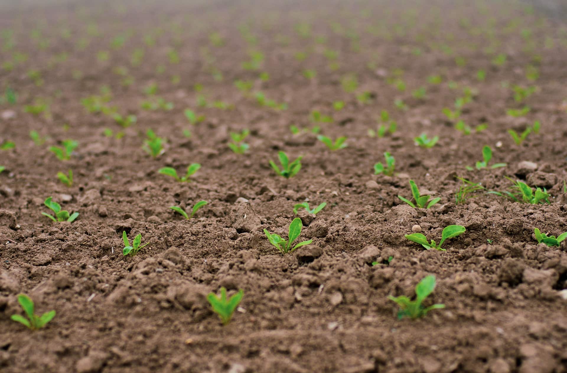 Sugarbeet shoots sprouting from soil