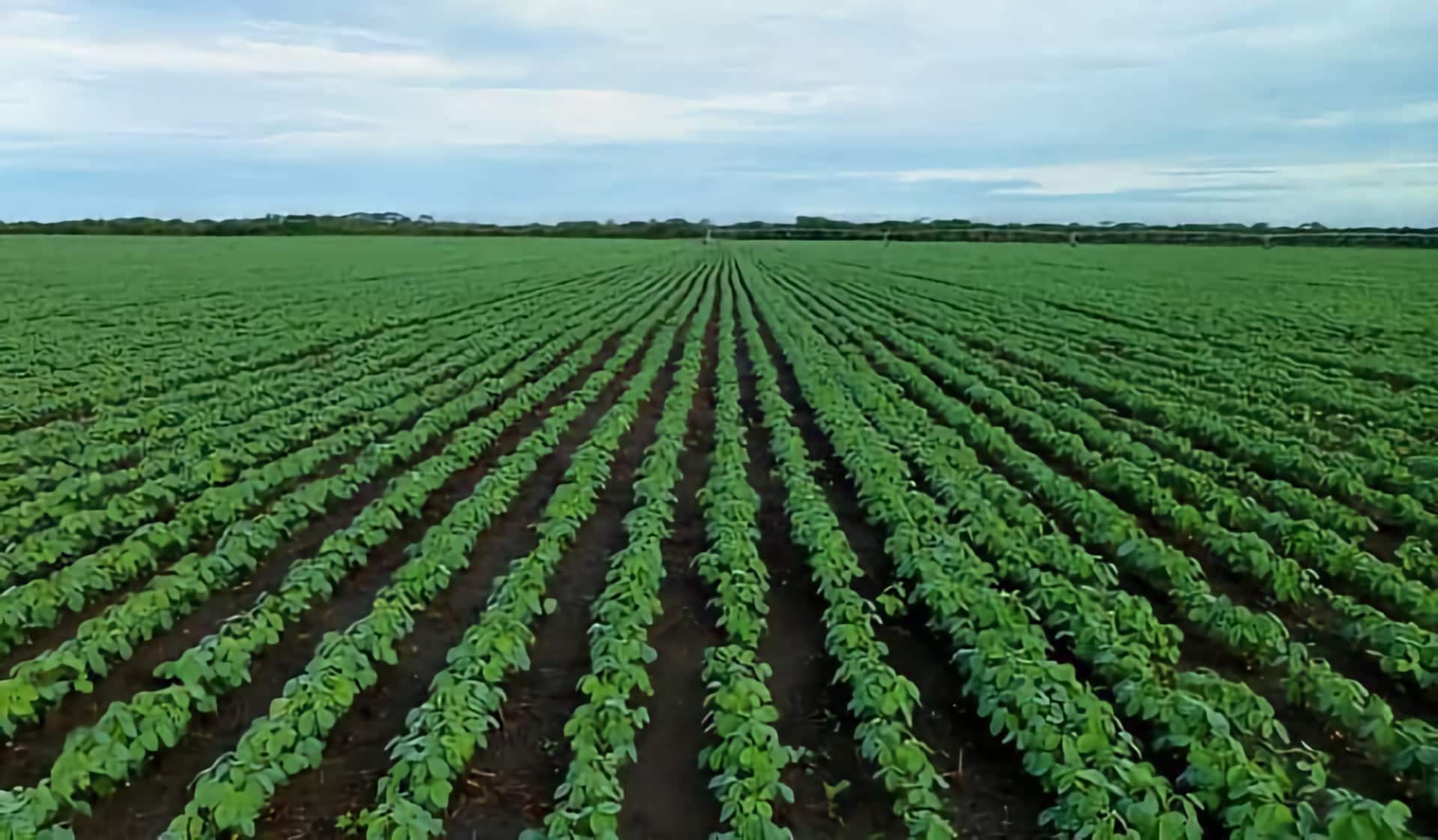 Rows of soybeans in a field