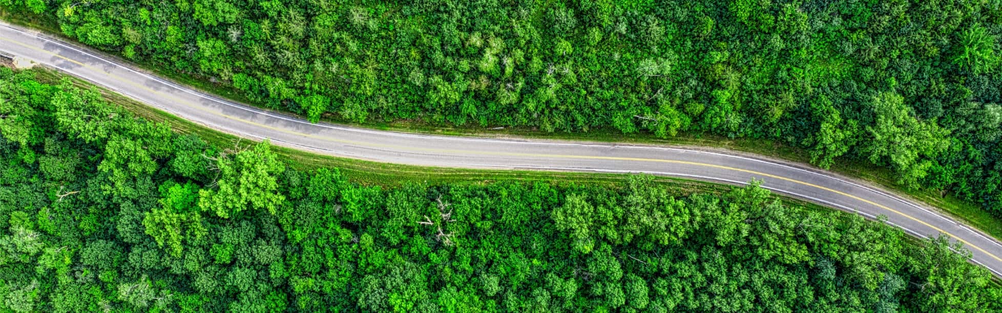 Overlooking a road curving through a forest from a birds perspective