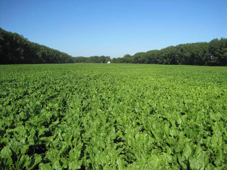 Photo of beautiful crop of sugar beets