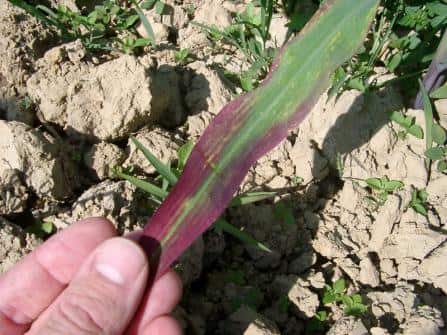 An example of phosphorous deficiency in corn