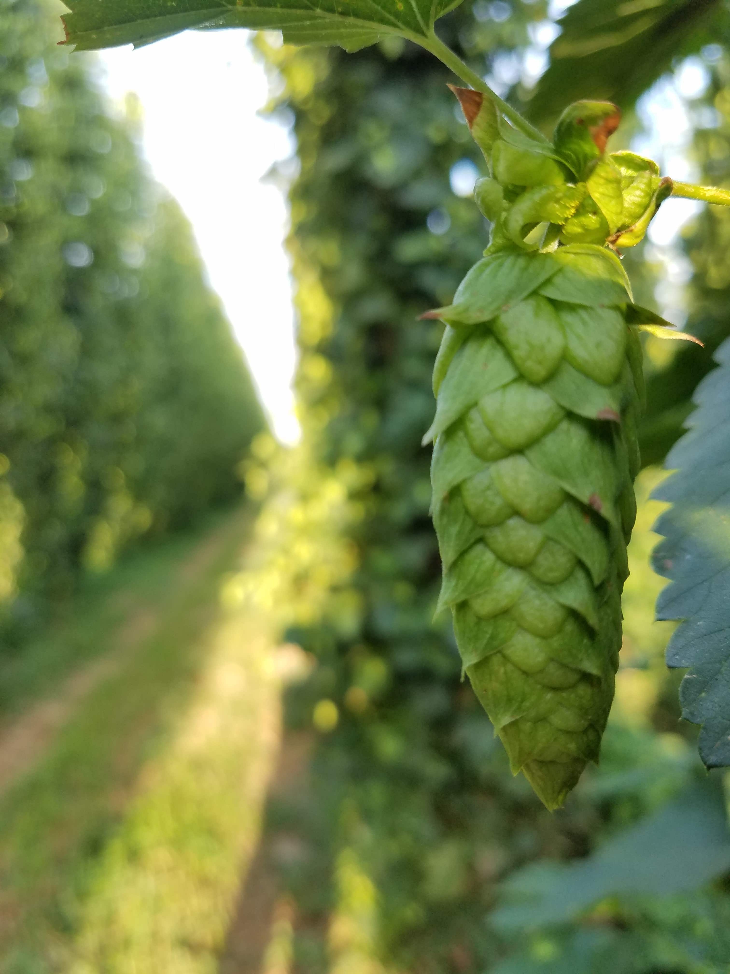 Full-size cones hang from a hops plant in Yakima Valley