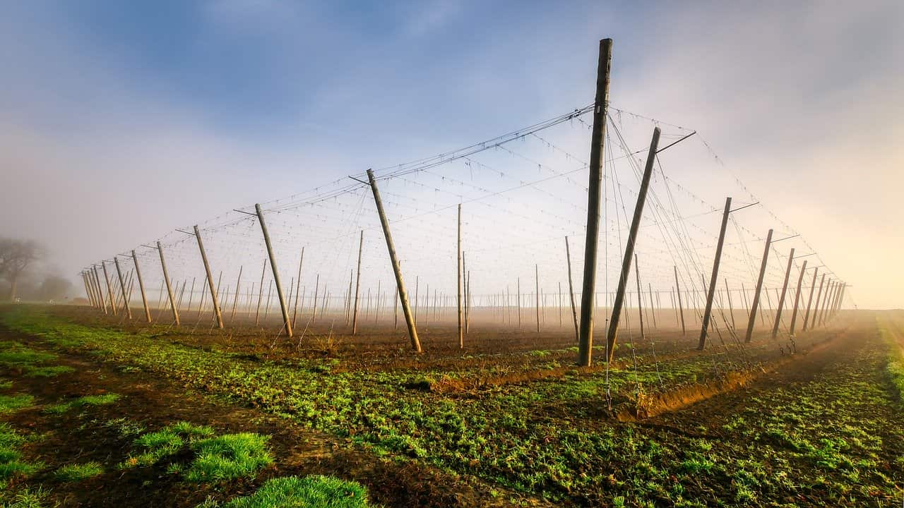 A series of poles set up to support hops plants