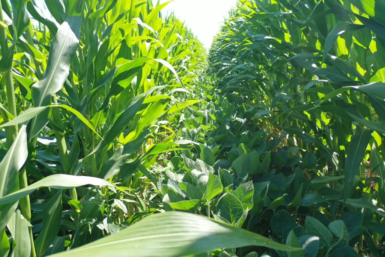 A ground-level view of corn interseeded with soybeans