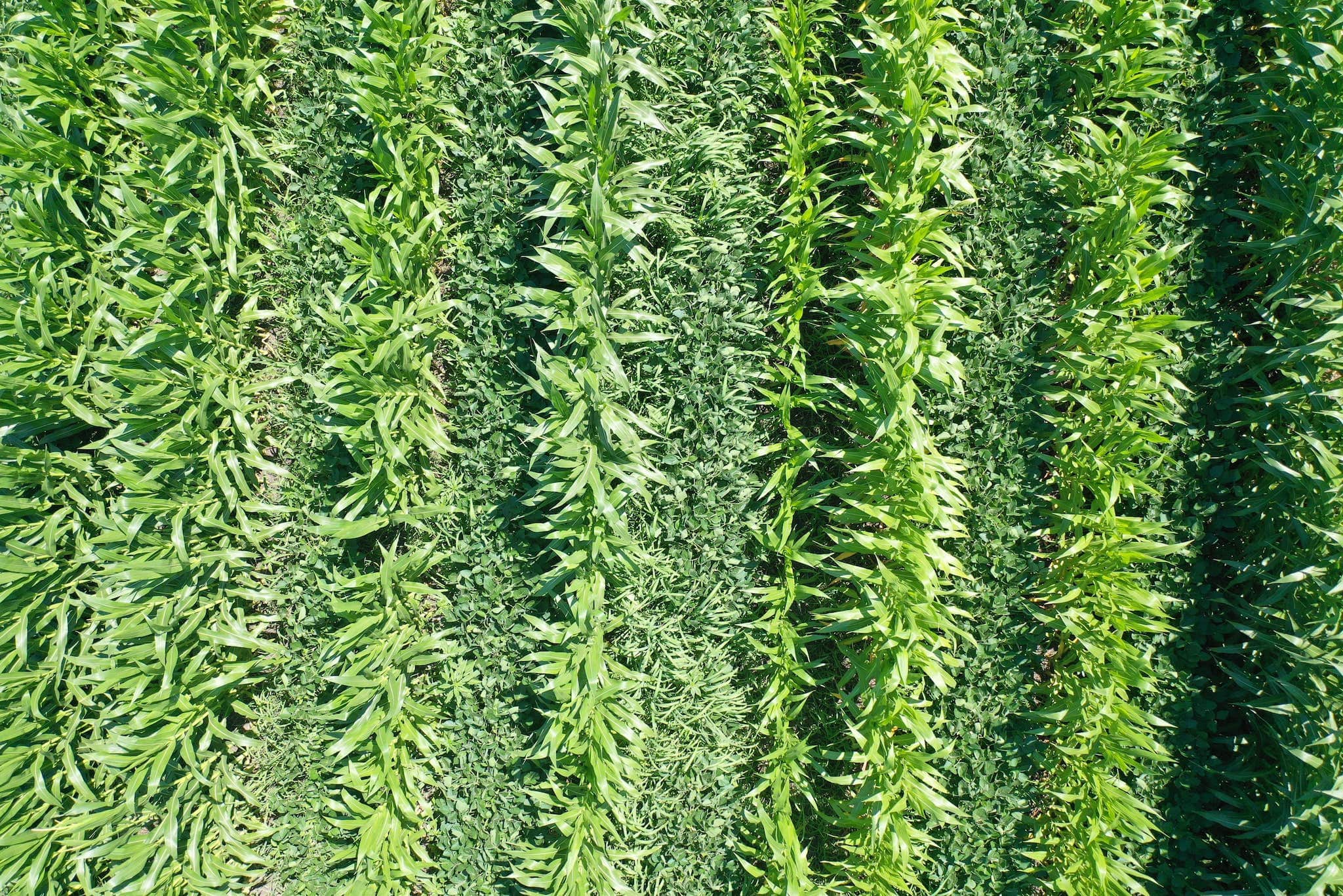 An overhead look at 60-inch corn interseeded with soybeans, radish and red clover.