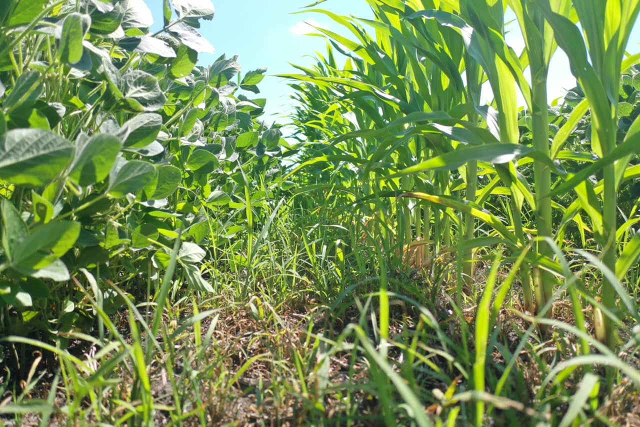 A ground-level view of corn interseeded with cover crops