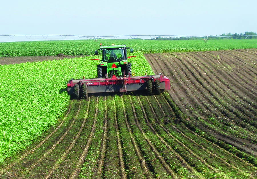 A defoliator passing over rows of sugarbeets