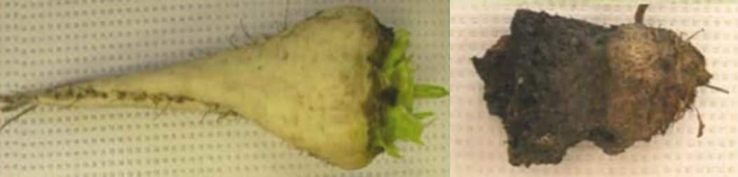 An example of root rot on a sugarbeet root.