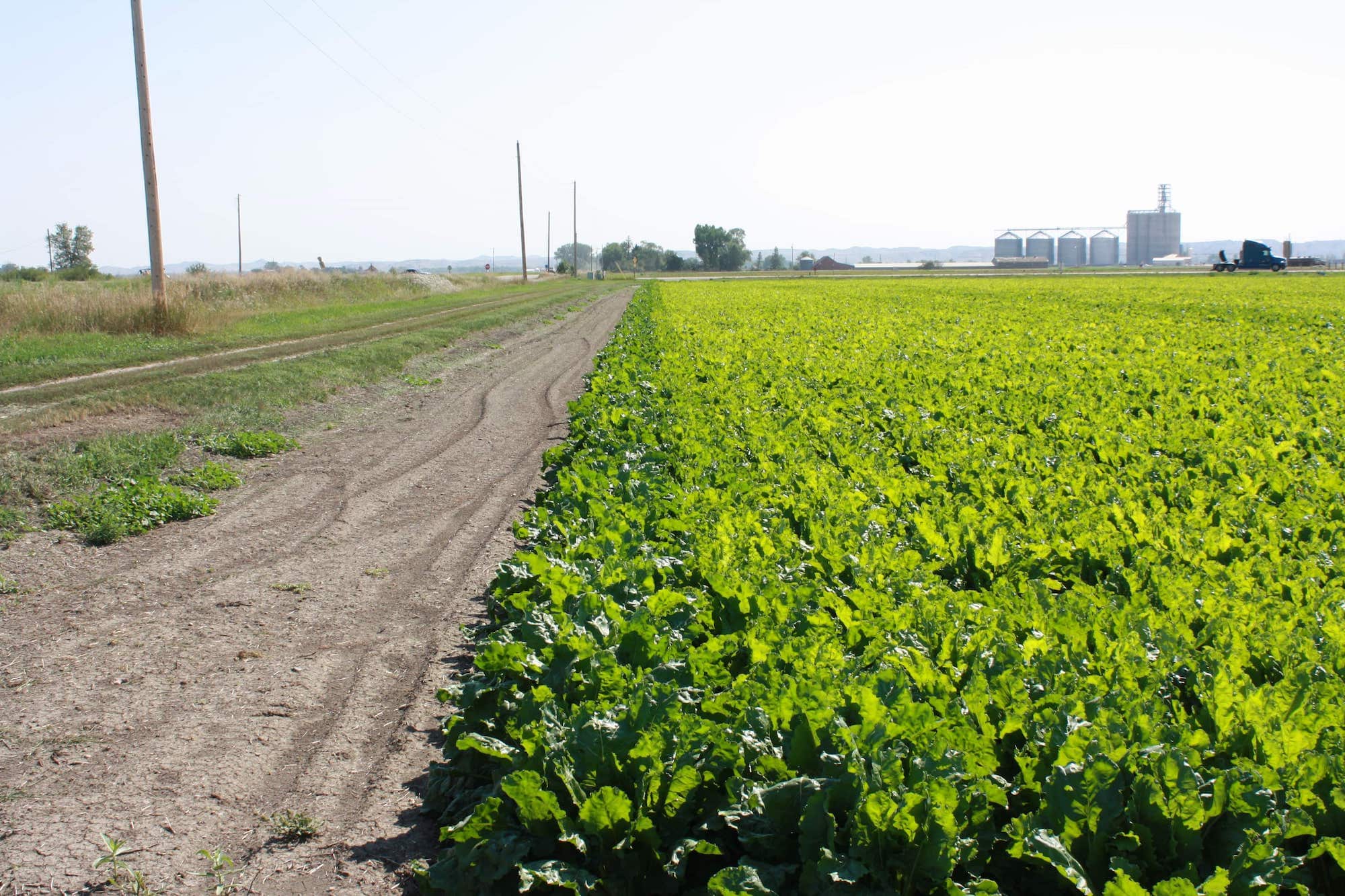 Perfectly yellowed field indicating very high sugar content. No soil observed between rows, so no yield loss in tonnage. Outer two rows remain green where all nitrogen has not been utilized