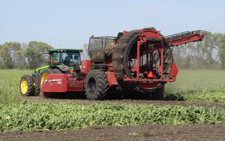 An Amity wheel harvester lifts sugar beets