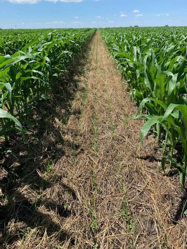 A set of cover crops that include fava beans, flax, alfalfa, oats, wheat, and rye