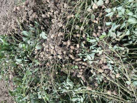 Photo of peanut plants drying