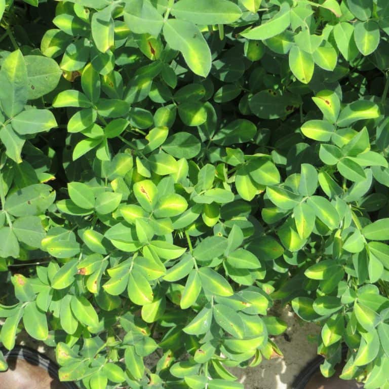 Hopper “burn” caused by potato leaf hopper