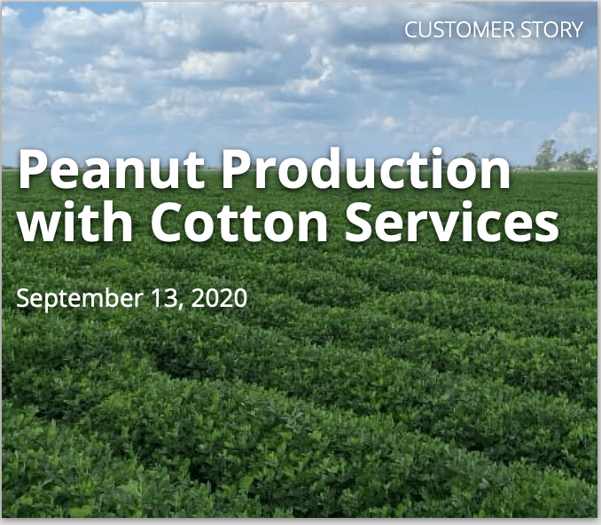 A field of peanut plants with the caption of peanut production with cotton services