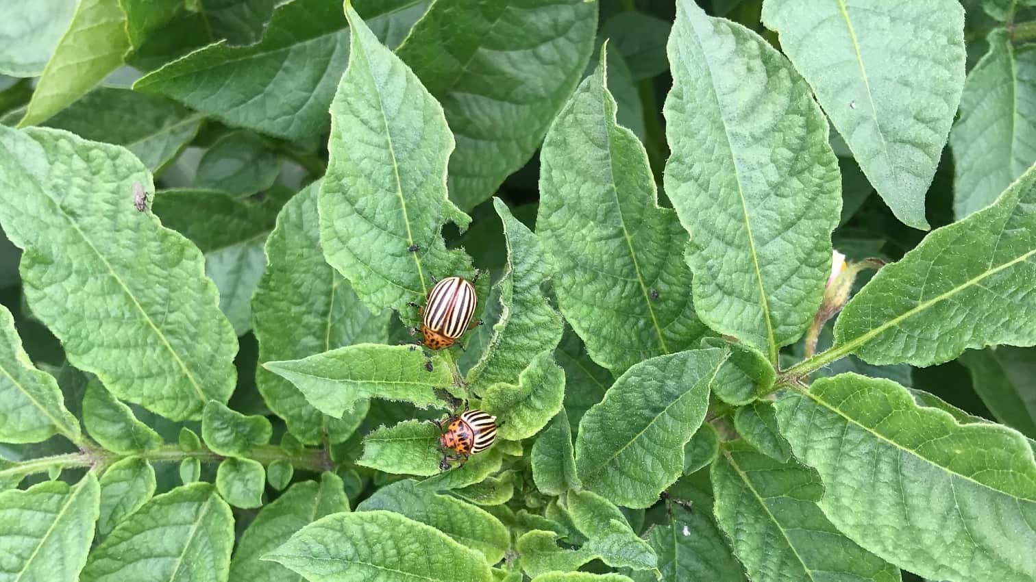 Colorado Potato Beetle