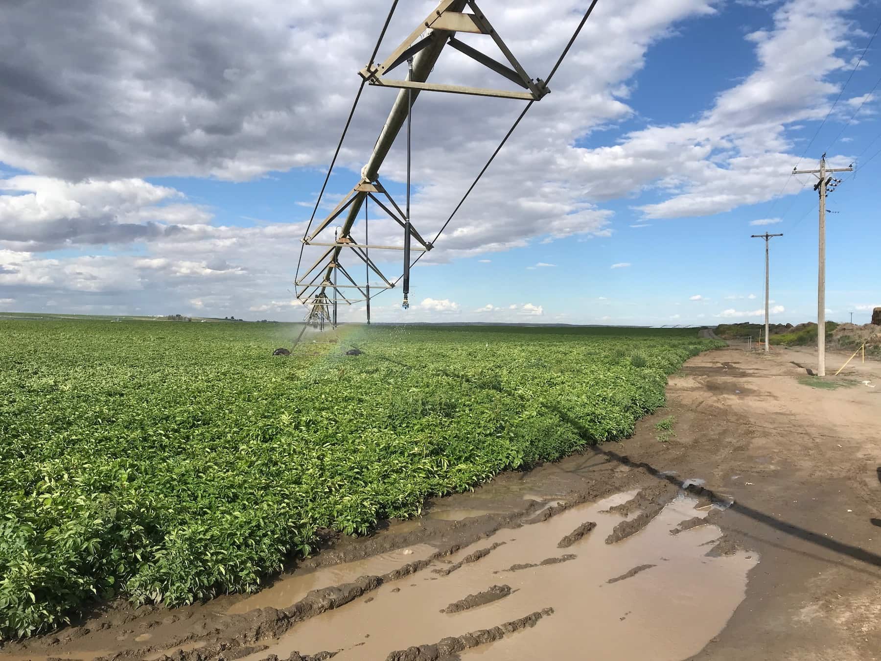 A potato field being irrigated