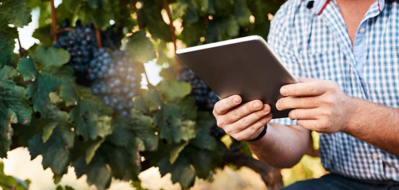 Man in a vineyard using a tablet with FarmQA