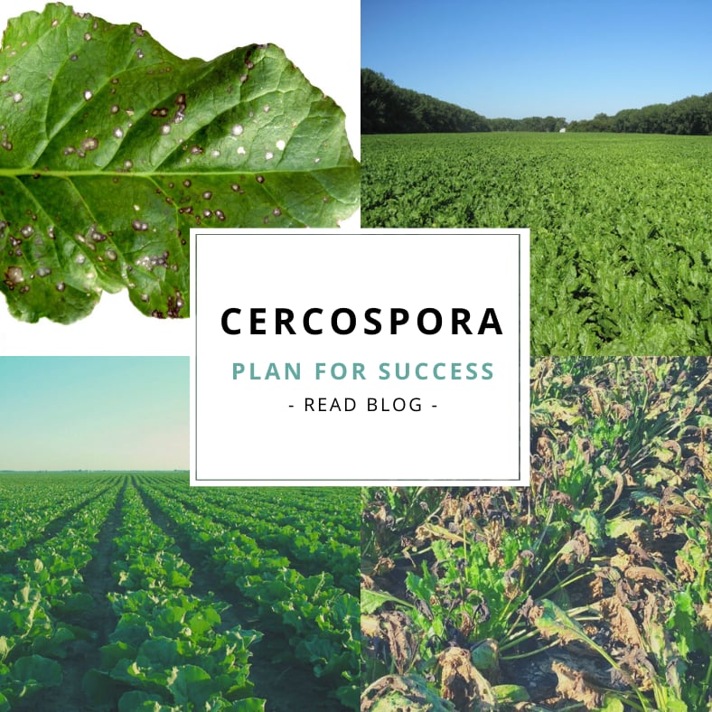 Cercospora Leaf Spot Management: Plan Now for Success