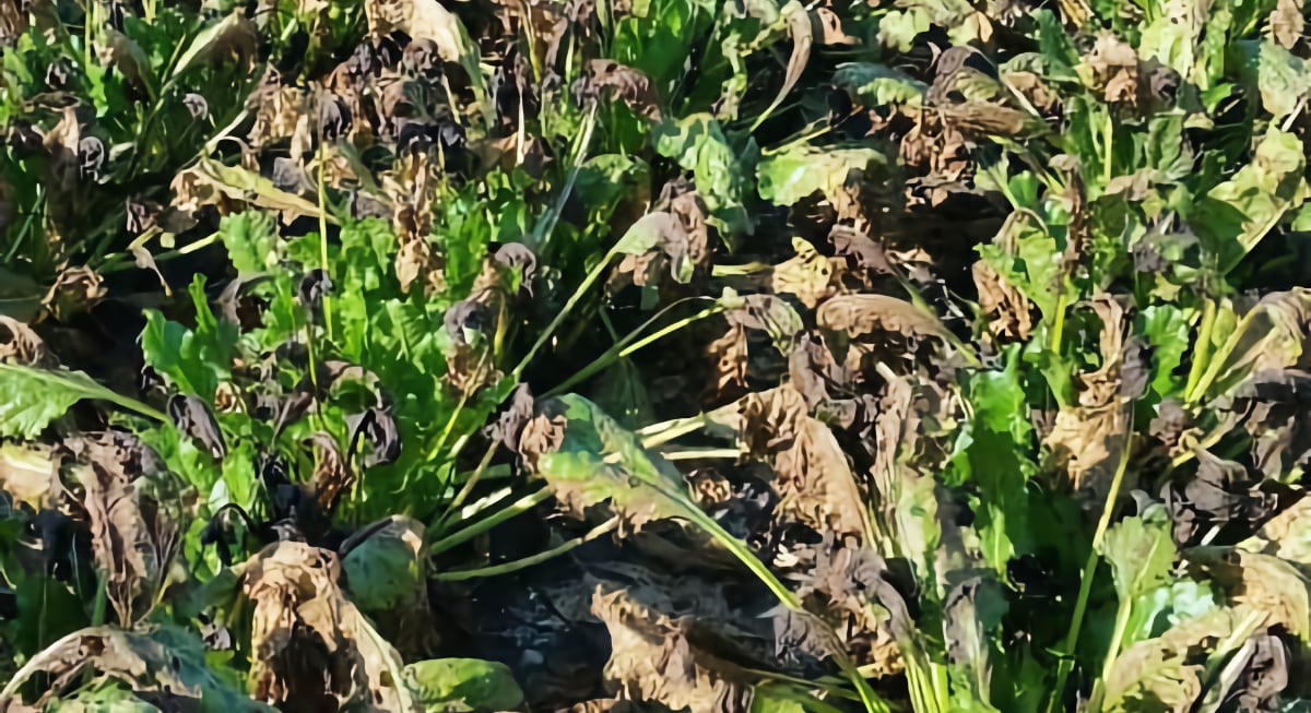 A field showcasing a bad case of cercospora