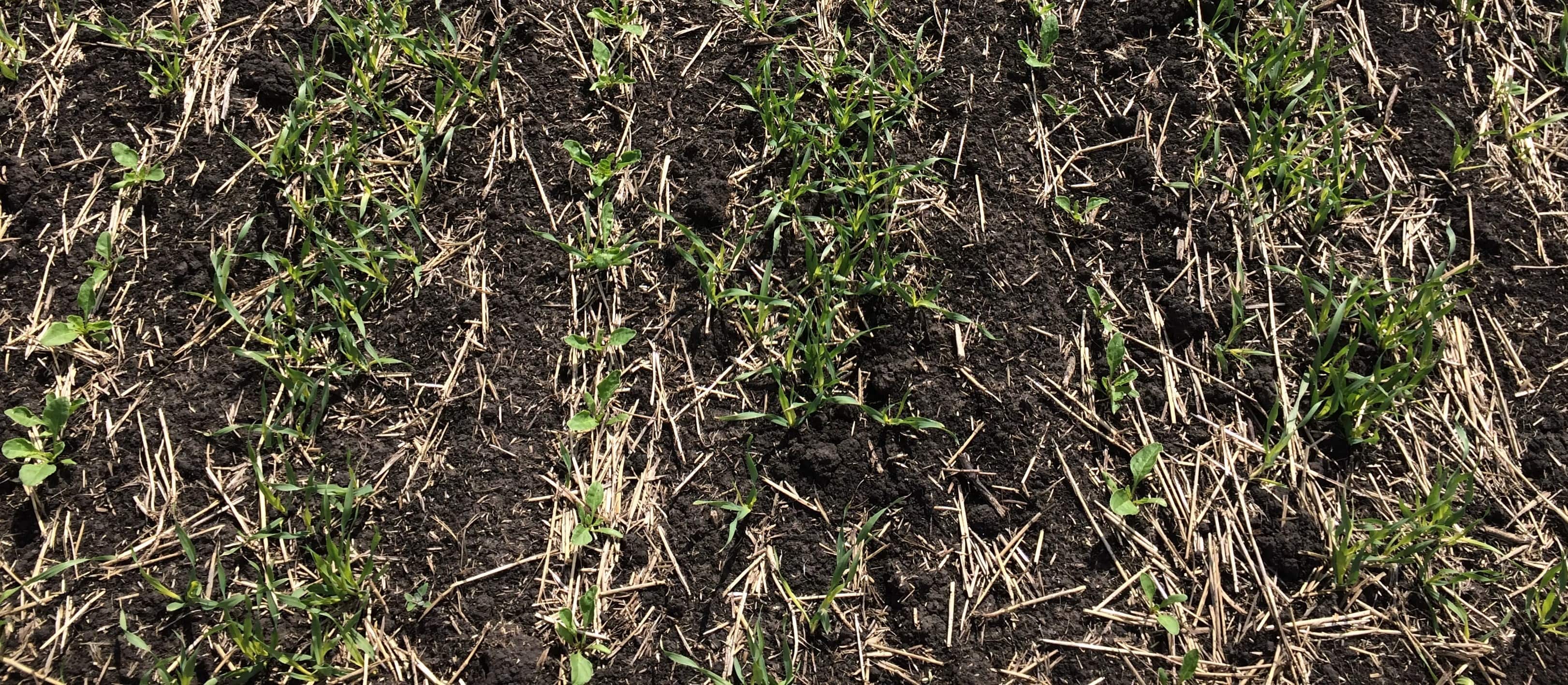 Crop residue laying over soil