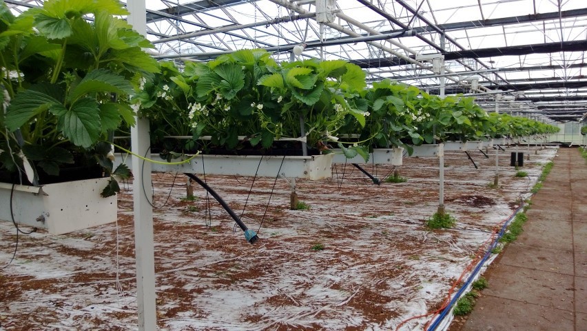 Strawberries growing in elevated trays