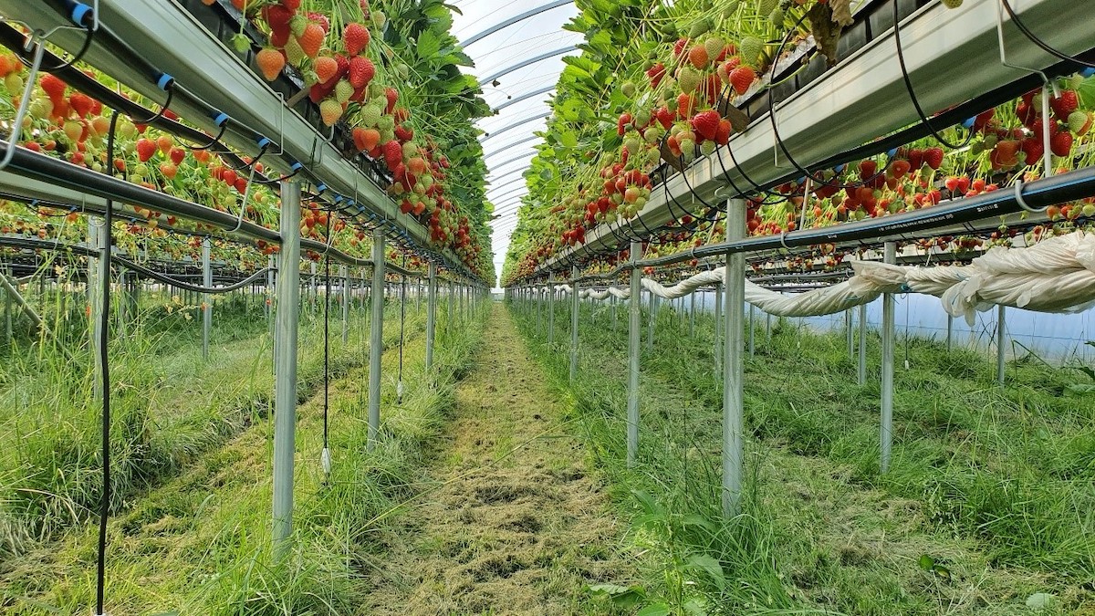 Grass growing on floor of hoop house