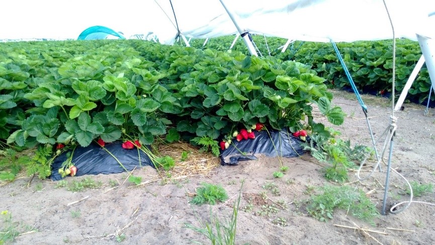 Strawberries growing in elevated beds