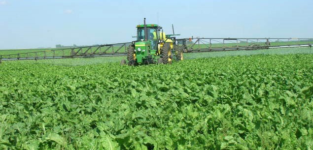 A photo of a sugarbeet field