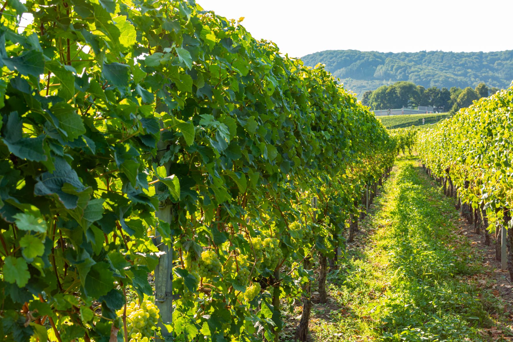 A photo of grape vines for making into wine