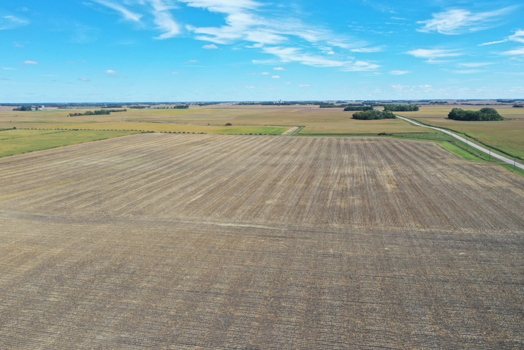 Aerial view of cover crops planted into corn stalks