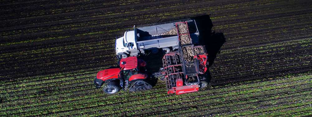 Potatoes being harvested