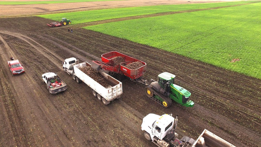 Sugarbeet harvest in the Red River Valley. Courtesy of Amity Technology