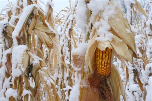 A photo of corn covered in snow