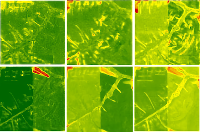 Image depicting 6 NDVI images that illustrate the crop health of a field