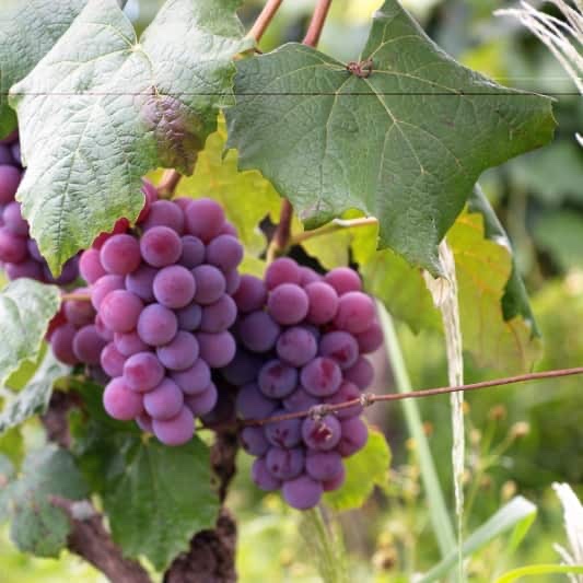 Grape on a vine representing the flexibility of FarmQA Scouting
