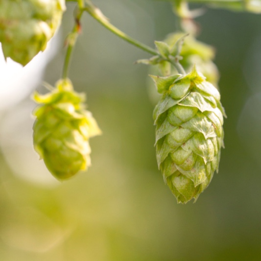 FarmQA supports hops growers with the flexibility of FarmQA Scouting