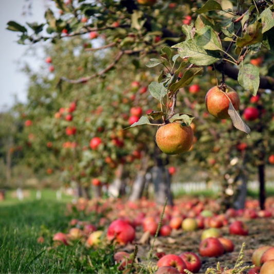 Orchards of all sorts are no problem for flexibility of FarmQA Scouting