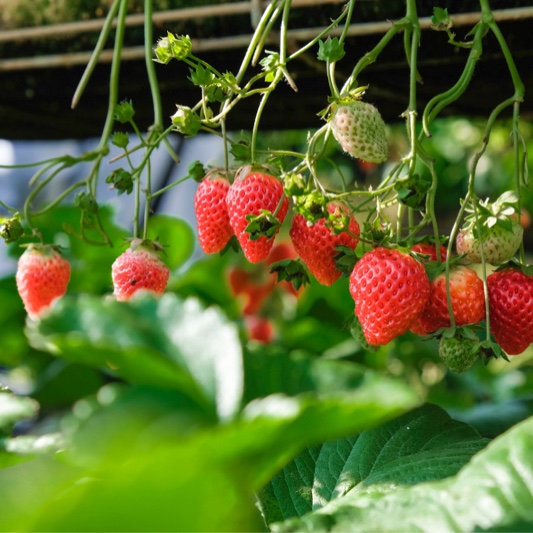 We have a dude using us for strawberries. Look at the customer stories for FarmQA