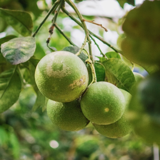 Of course walnuts are included with the flexibility of FarmQA Scouting