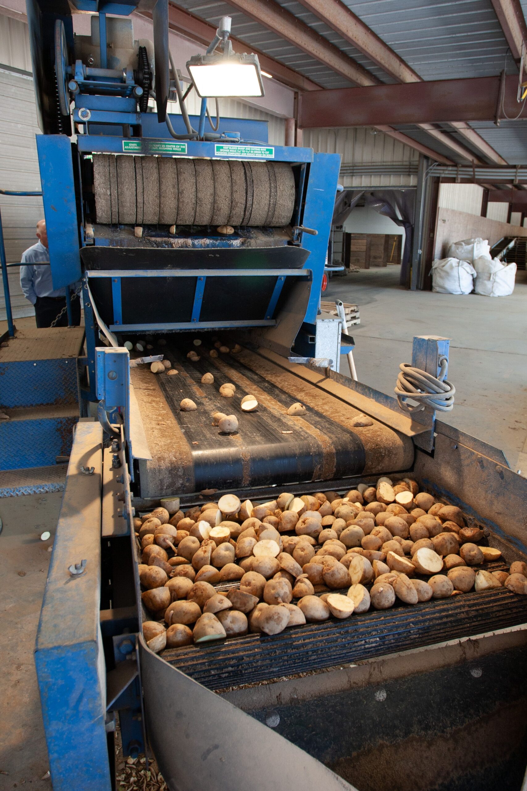 Potatoes moving along a processing line