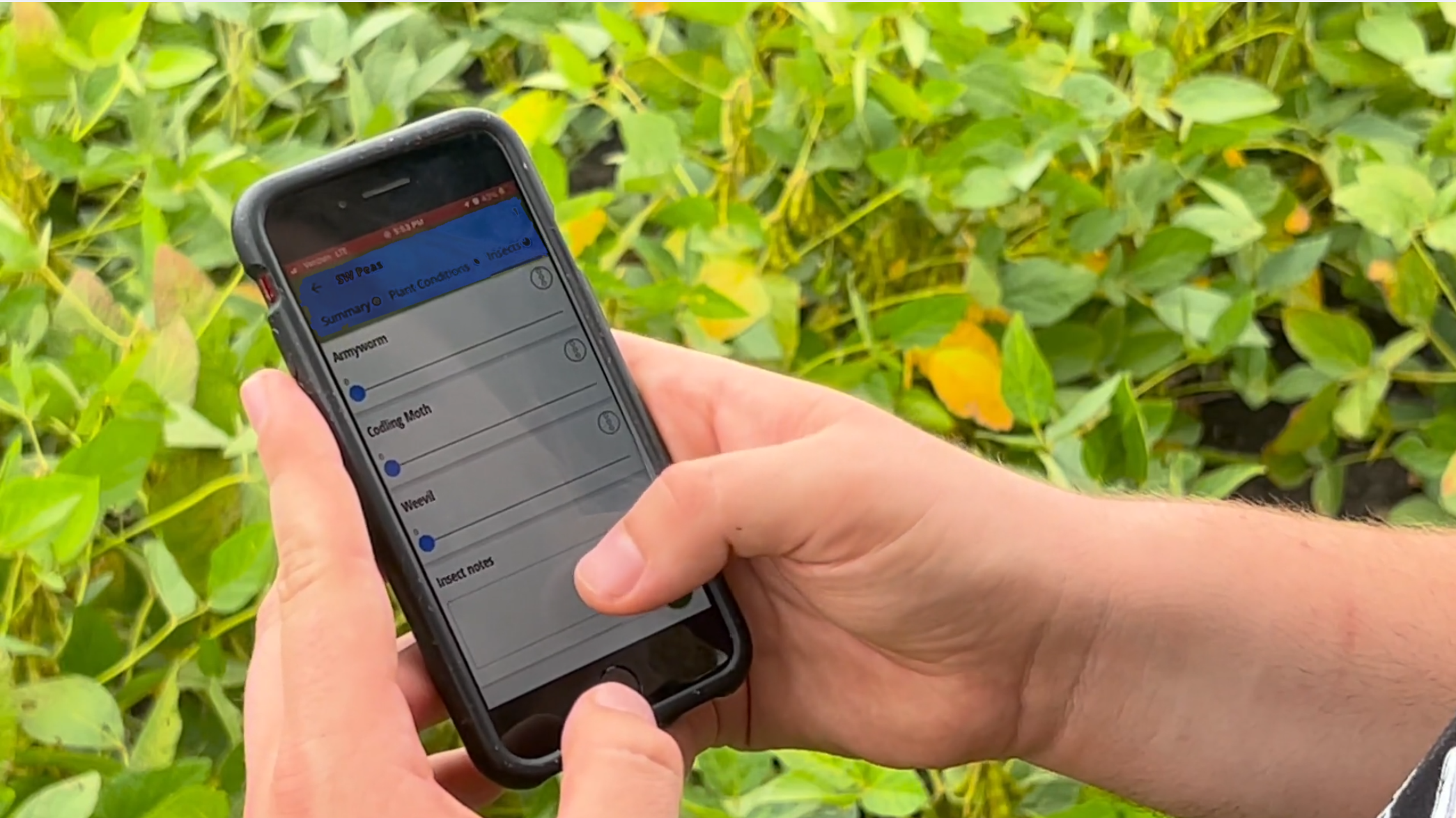 Recording insect observations in the QA Advisor mobile app in a soybean field